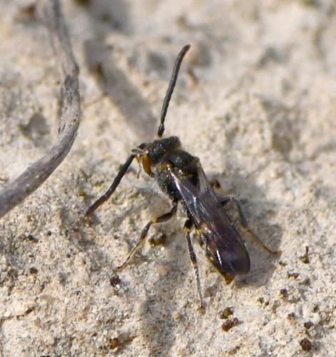 Nomada sp.
